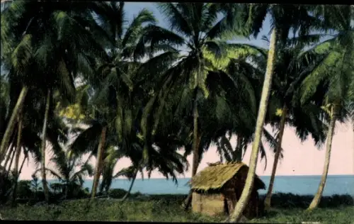 PC Costa Rica, Coconuts groves along the Caribean Sea