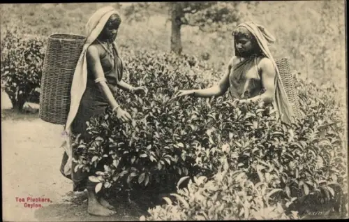 Ak Ceylon Sri Lanka, Tea Pluckers, Teeernte