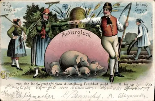 Litho Frankfurt am Main, landwirtschaftliche Ausstellung Juni 1899, Schweine, Mutterglück