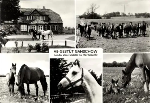 Ak Ganschow Gutow in Mecklenburg, VE Gestüt Ganschow bei der Zentralstelle für Pferdezucht