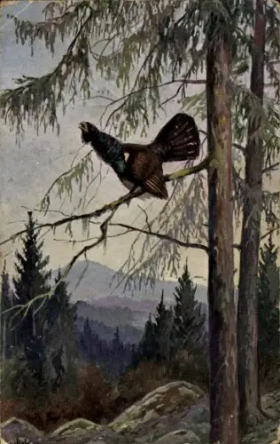 Künstler Ak Mailick, Auerhahnbalz