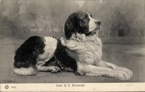 Ak Bernhardiner, Hund