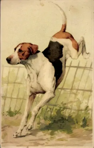 Ak Hund beim Springen