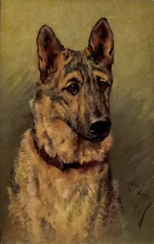 Künstler Ak Hundeportrait, Schäferhund