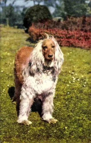 Ak Afghanischer Windhund, Portrait