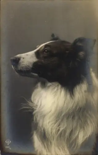 Ak Hund, Tierportrait