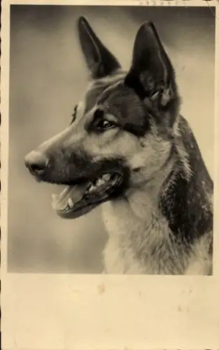 Ak Schäferhund, Tierportrait