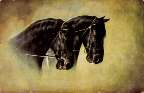 Ak Zwei schwarze Pferde, Tierportrait