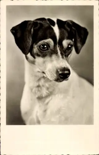 Ak Hund, Tierportrait