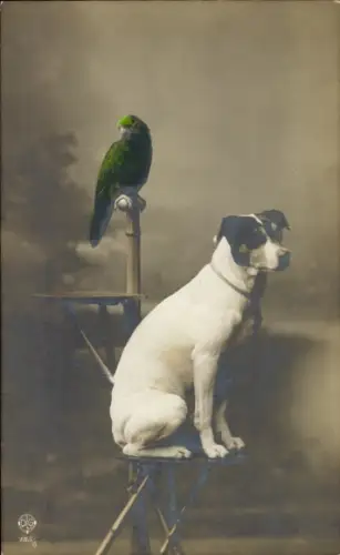 Ak Hund und Papagei, Tierportrait