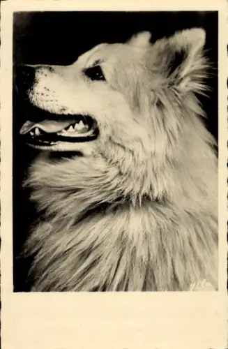 Ak Hundeportrait, Tierportrait
