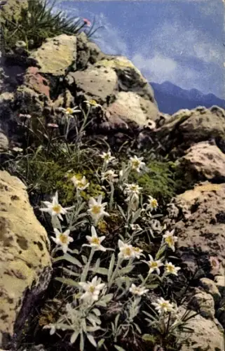 Ak Photochromie, Nenke und Ostermaier 549 1227, Alpenflora, Leontopodium alpinum