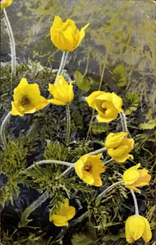 Ak Pulsatilla alpina, Alpen Kuhschelle, Nenke und Ostermaier 459