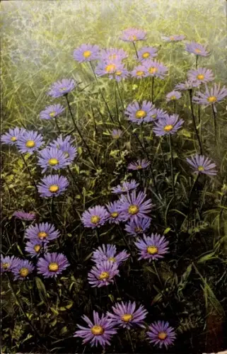 Ak Aster alpinus, Alpen Aster, Nenke und Ostermaier