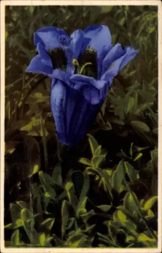 Ak Blühende Blume, Pflanze