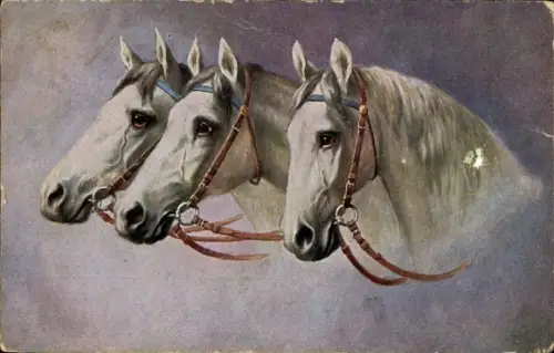 Künstler Ak Drei weiße Pferdeköpfe mit Zaumzeug, Zugpferde, Kopfstudien