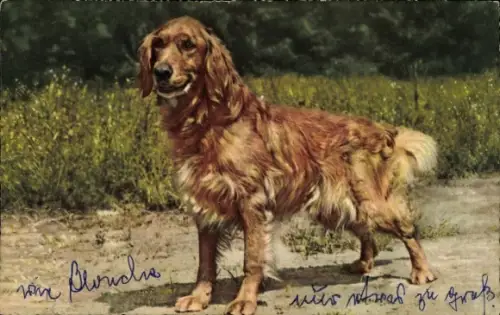 Ak Golden Retriever, Hund, Tierportrait