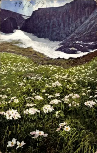 Ak Aus Rübezahls Garten, Berghähnlein