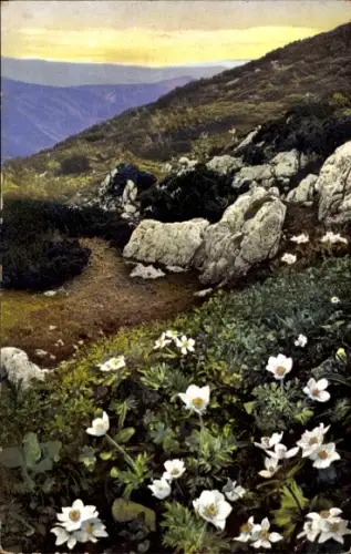 Ak Blumen, Anemone alpina, Anemone narzissiflora