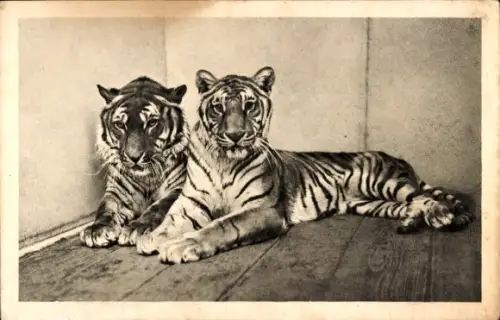 Ak Königstiger, Südasien