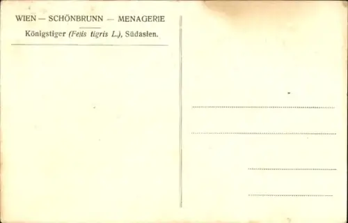 Ak Königstiger, Südasien