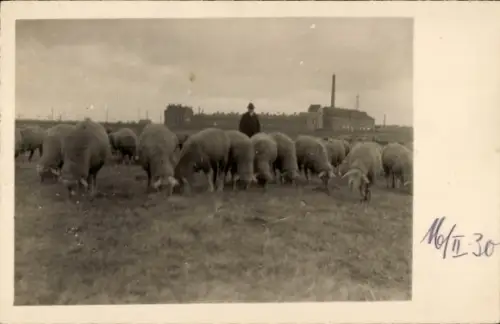 Foto Ak Schafe, Wiese, Hirte