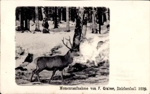 Ak Hirsch im Wald