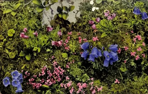 Ak Blumen, Pedicularis geminata, Campanula alpina, Silene acaulis, Salix reticulata