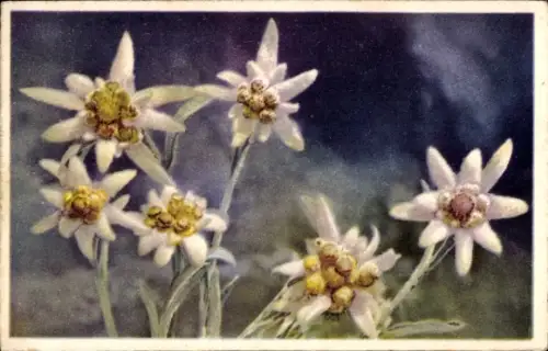 Ak Edelweiß Blumen, Gebirgsblumen