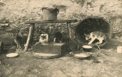 Ak Katzen, Tisch, Korb, Milchschale