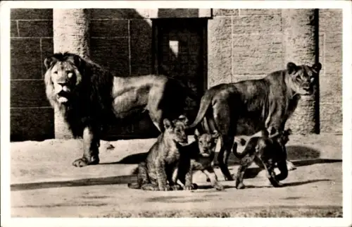 Ak München Bayern, Tierpark Hellabrunn, die Löwenfamilie, Löwenkinder