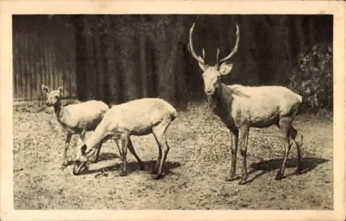 Ak Weißer Edelhirsch, Europa