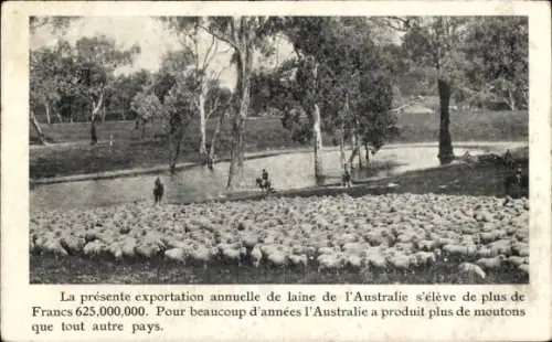 Ak Australien, Schafherde
