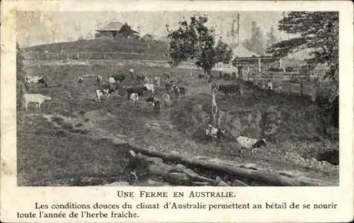 Ak Australien, Farm, Kühe