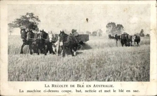 Ak Australien, Weizenernte