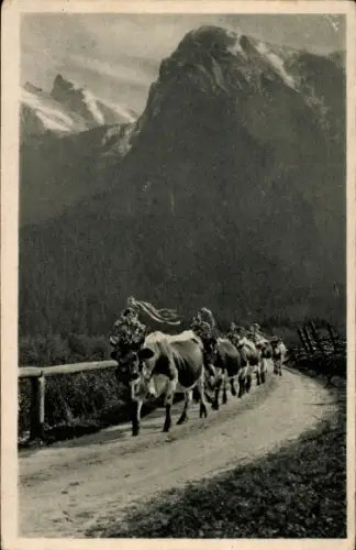 Ak Abtrieb von der Alm, Kühe mit Kopfschmuck, Gebirge