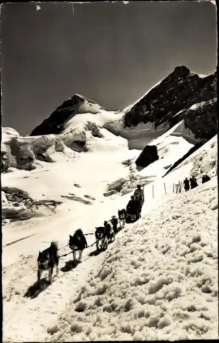 Ak Husky Schlittengespann in den Bergen, Jungfraujoch