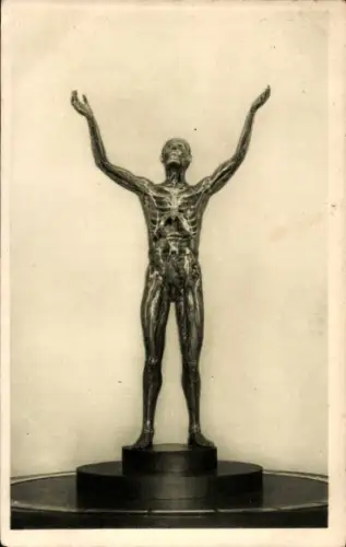 Ak Plastik Der durchsichtige künstliche Mensch, Deutsches Hygiene-Museum, Dresden