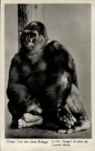 Ak Zoologischer Garten Berlin, Gorilla Pongo