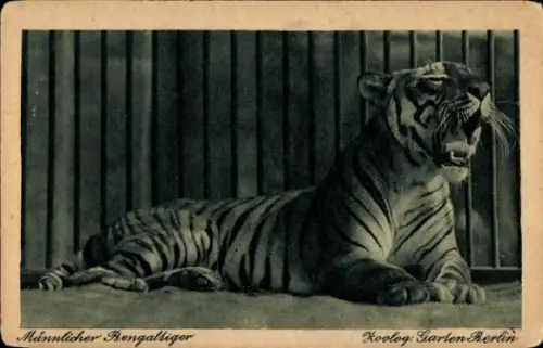 Ak Berlin, Zoologischer Garten, Männlicher Bengaltiger