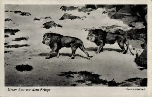 Ak Berlin, Zoologischer Garten vor dem Krieg, Löwenfreianlage