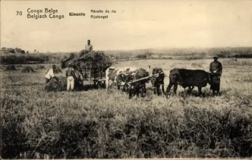 Ganzsachen CPA Kisantu RD Congo Zaïre, Récolte du riz