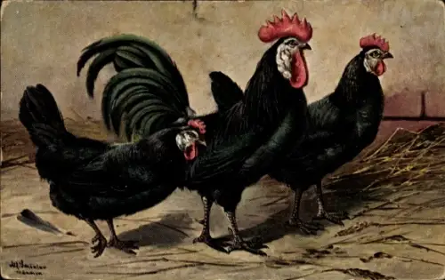 Künstler Ak Schönian, A., Schwarze Hühner
