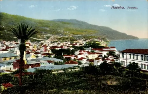 Ak Funchal Insel Madeira Portugal,  Madeira, Küstenansicht, Palmen, Häuser, Meer