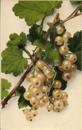 Ak Früchte, Johannisbeeren, Blätter