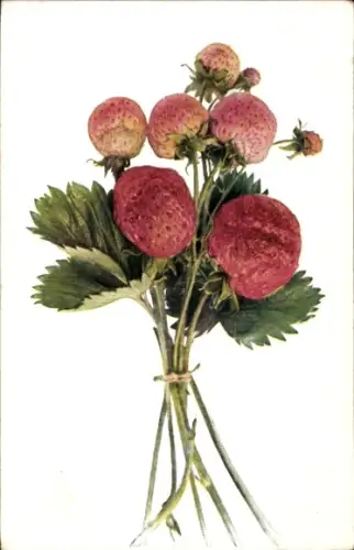 Ak Früchte, Erdbeeren