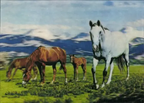 3 D Ak Horses, Drei braune und ein weißes Pferd, Gebirge