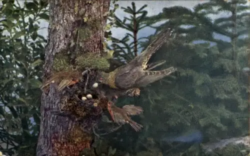 Ak Kuckuck am Vogelnest, Rotkehlchen, Eier