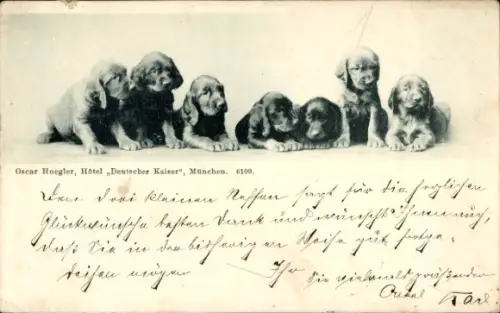 Ak München, Hotel Deutscher Kaiser, Oscar Hoegler, Hundewelpen, junge Dackel
