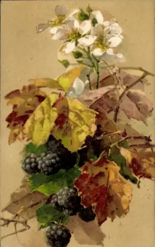 Künstler Ak Klein, Catharina, Brombeerzweig, Blüten, Beeren